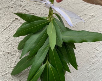 Medium bundle of fresh California bay laurel - 6 to 8 approx. 10-inch stems. Free shipping! For medicine, cooking spices, rustic home decor.