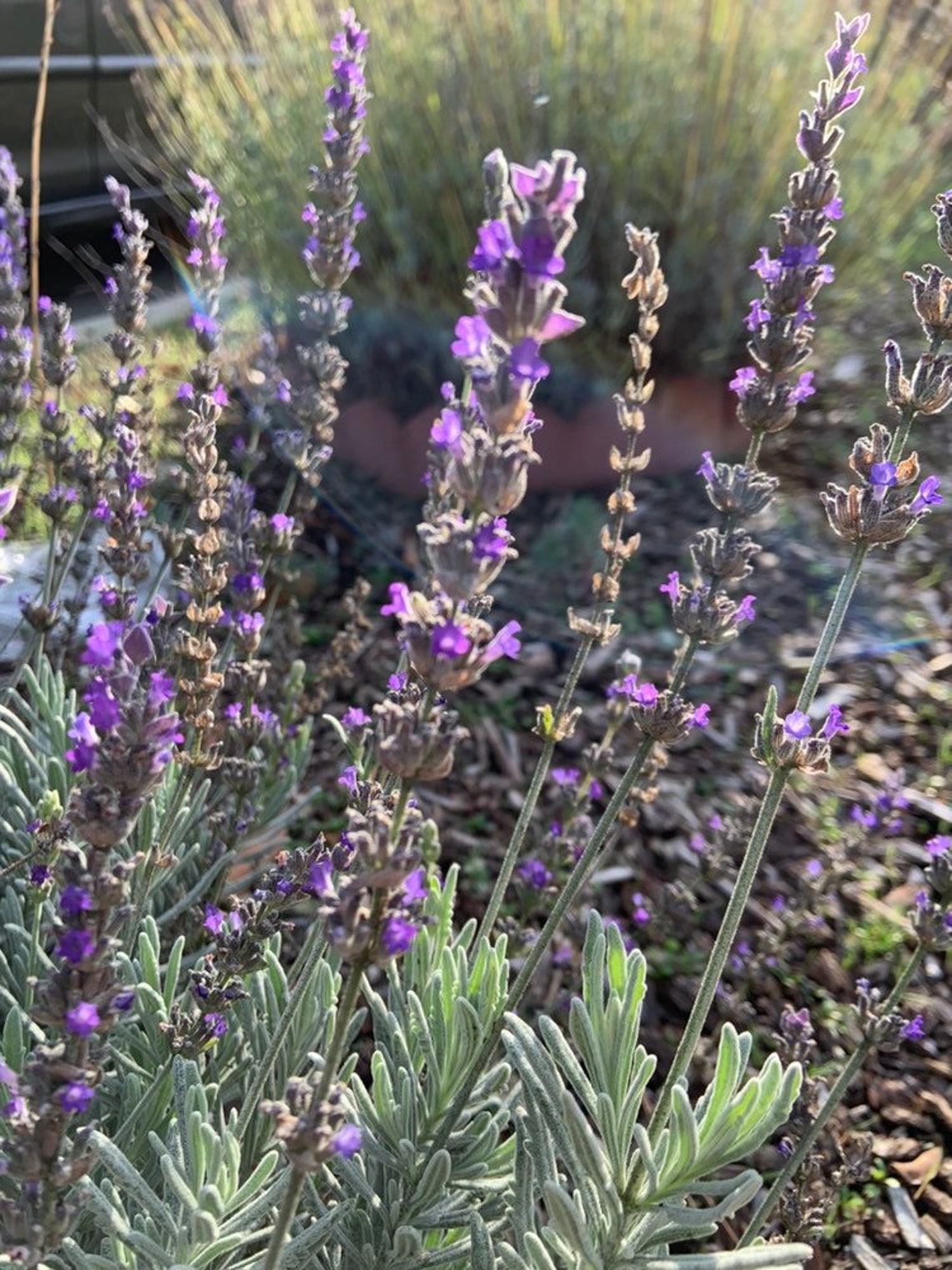 20 FRESH lavender flower stems Etsy