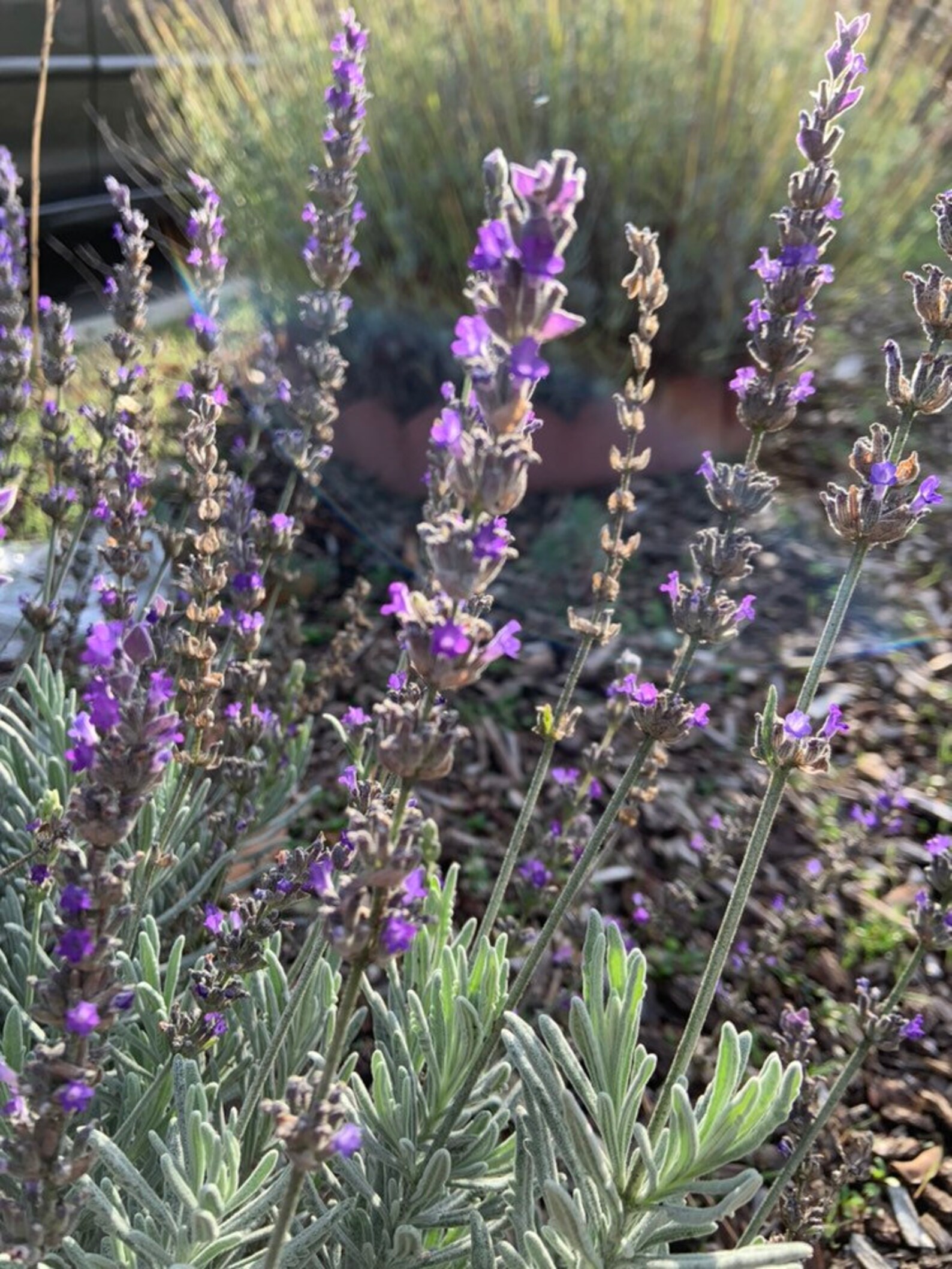 20 FRESH lavender flower stems Etsy
