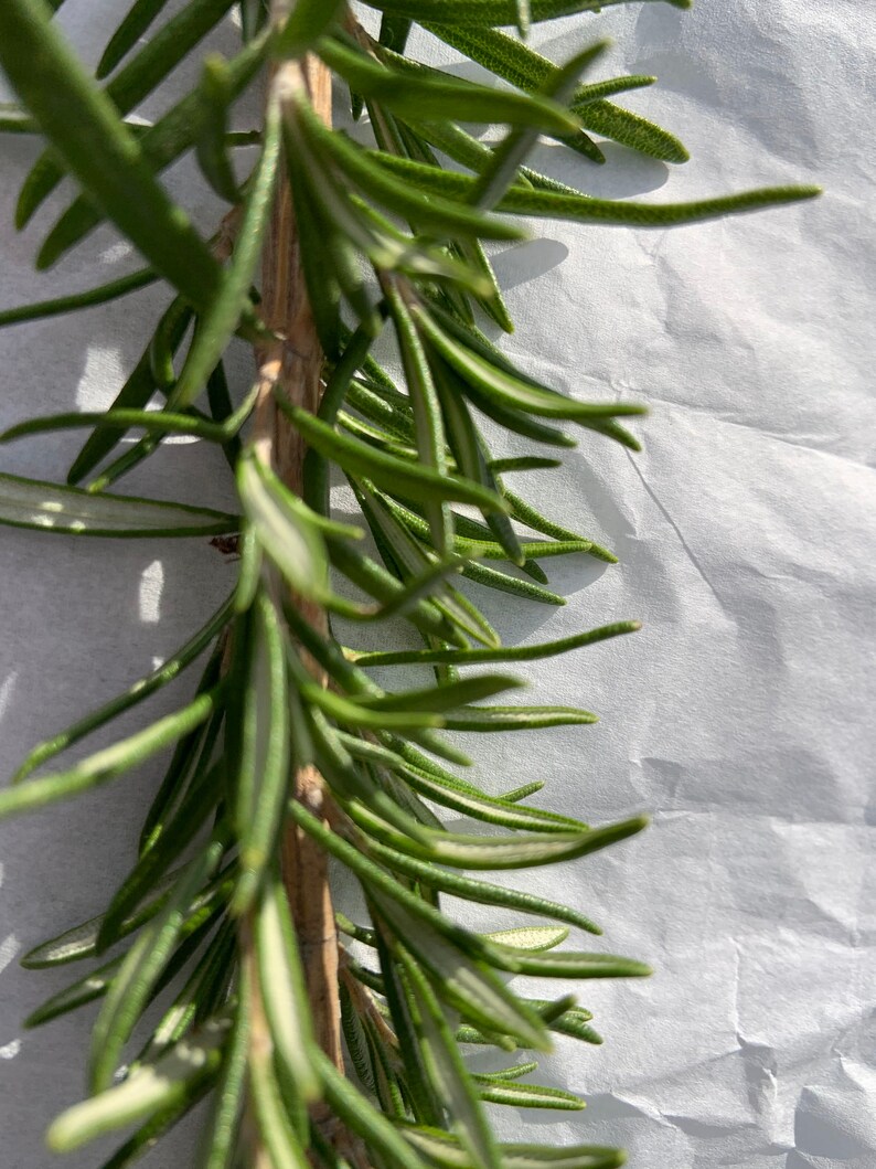 5 FRESH organic rosemary stems approx six inches each for Etsy
