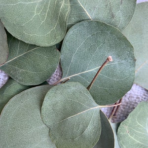 20 Air Dried Silver Dollar Eucalyptus Leaves All Natural - Etsy