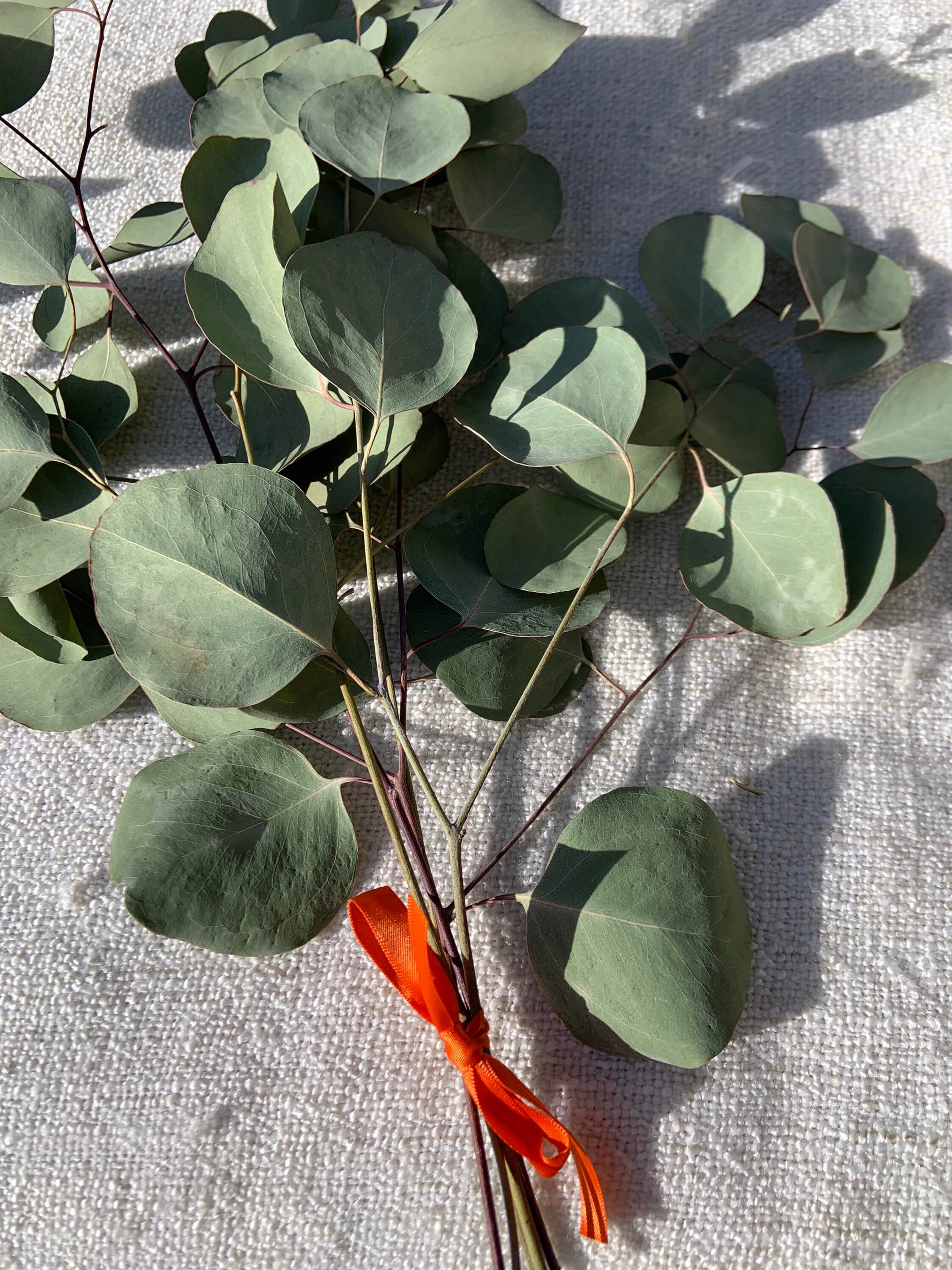 Dried silver dollar eucalyptus stems best selling item for etsy