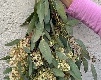 Fresh seeded eucalyptus stems - wonderful for wedding or any event or home decor! May have flowers or seed pods at different times of year.