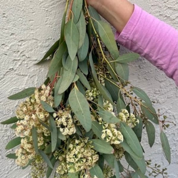 Seeded Eucalyptus Etsy