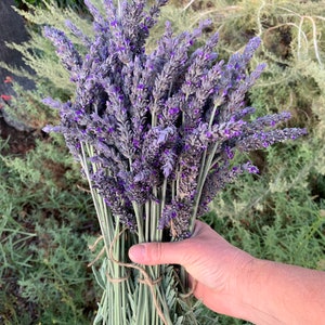 30 freshly cut lavender flowers - organic garden grown. Relaxing scent and gorgeous color! For bath, medicinal, craft, spa, DIY, decorative.