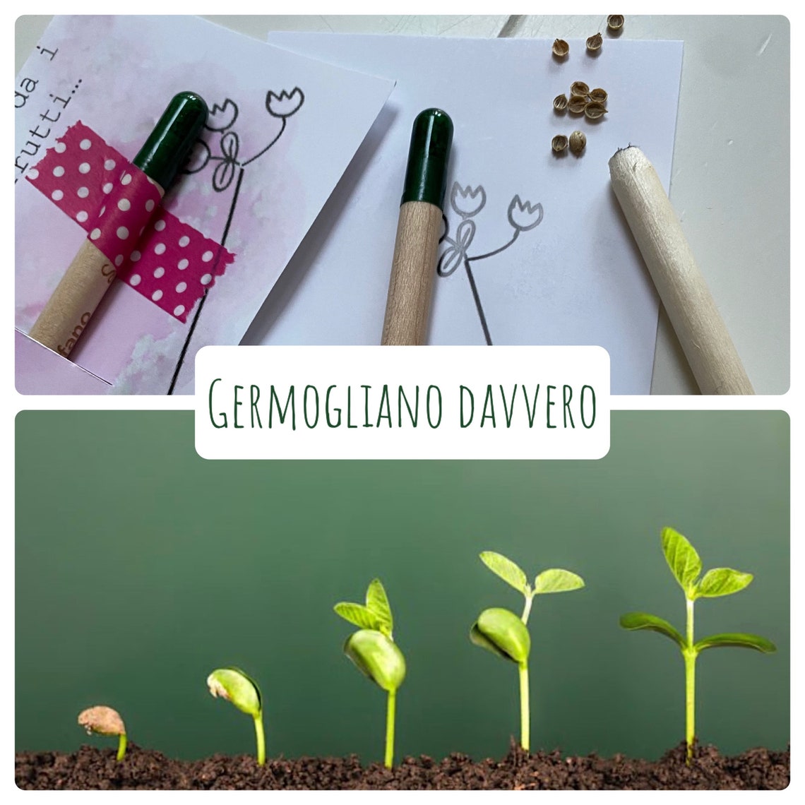 Collezione Semi Per Insetti Impollinatori