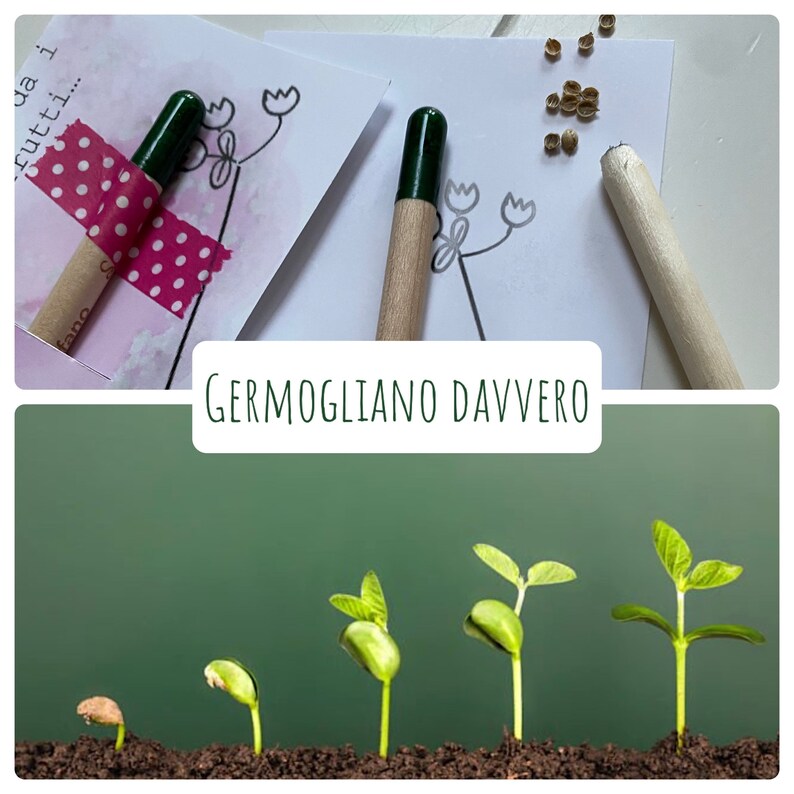 Generico Value Pack 4 Matite Piantabili Con Semi Di Basilico Viola E Genovese - Kit Eco-Friendly Per Bomboniere E Regali Green