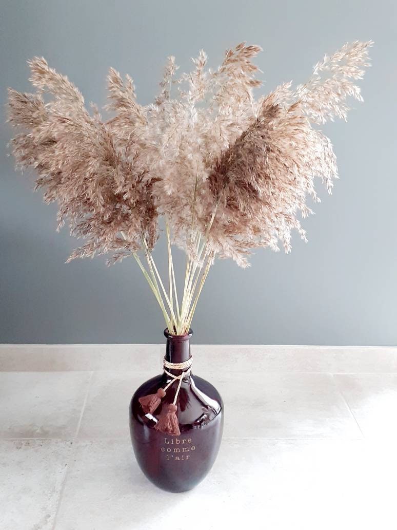 Pampas, Roseaux Sauvages