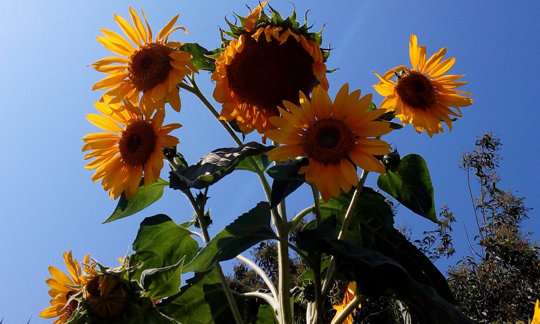 TOURNESOL GEANT DE CALIFORNIE - Lot De 25 Graines EUR 2,00 - FR