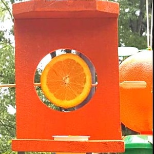 Baltimore Oriole Feeder with Oranges and Jelly/Jam Holder, Cat Birds Love it.