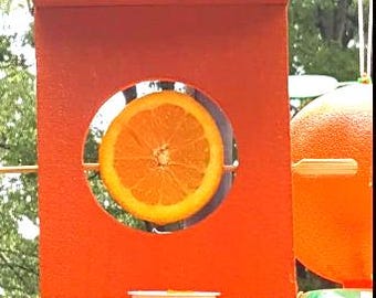 Comedero para oropéndolas de Baltimore con naranjas y soporte para mermelada/jalea. A los pájaros felinos les encanta.