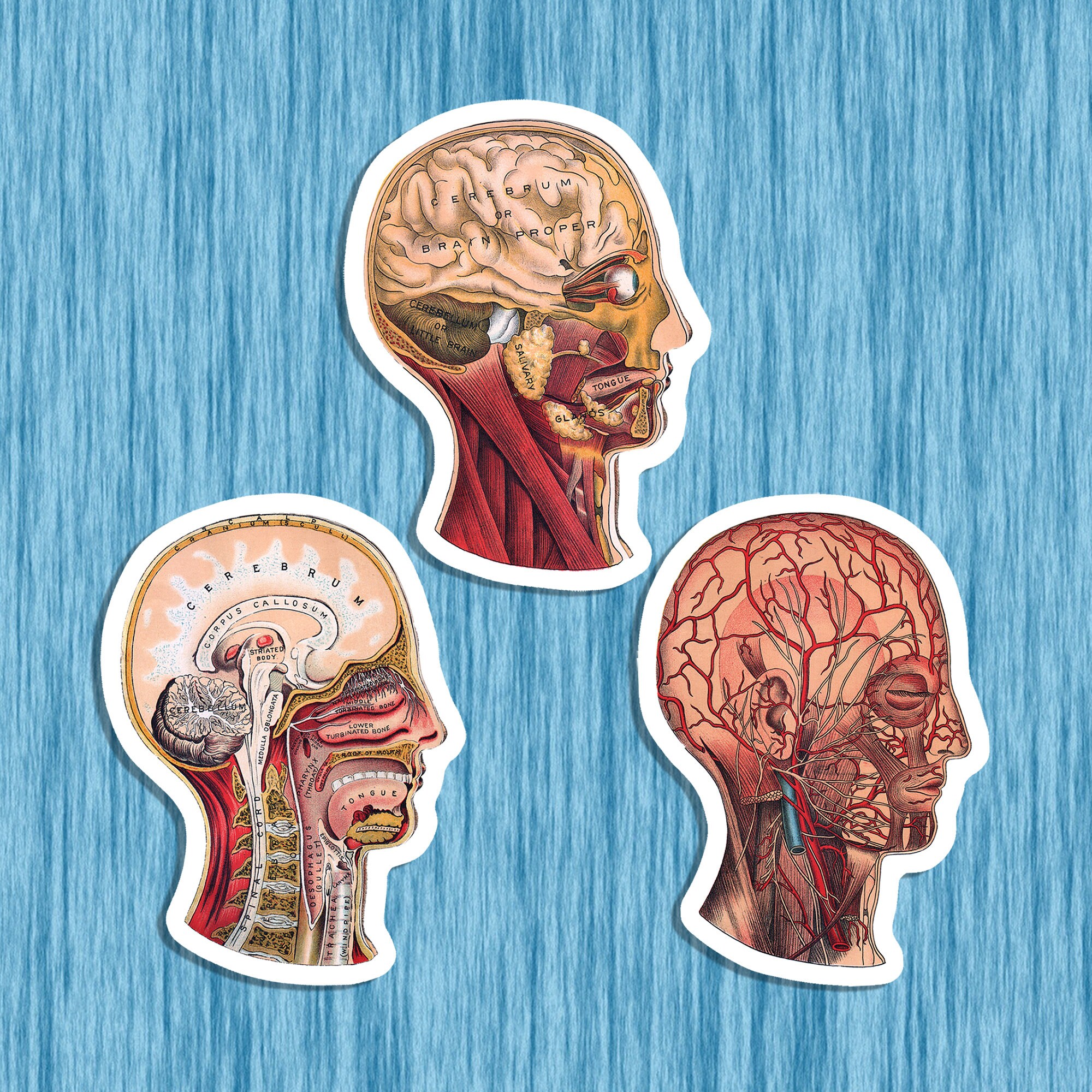 Medical Heads Variety 3 Sticker Set 3 Vinyl Vintage Human Etsy