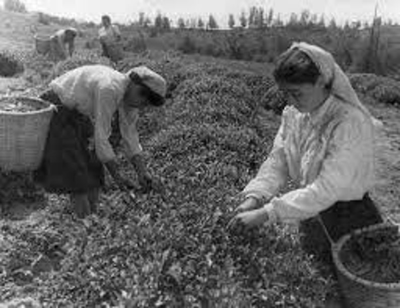 РљРѕР»С…РѕР· 1936