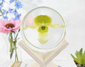 May include: A circular clear resin paperweight containing a single preserved light green lady slipper orchid flower. The resin piece is displayed on a light-colored wooden X-shaped stand, showcasing the intricate details of the orchid petals.