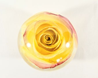 Creamy Yellow/ Red Edge Rose Resin Ornament, Forever Nature Flower, Gift for Anniversary, Mother's, Birthday, Wedding, Gift For Her, Friends