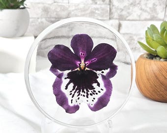 Midnight Orchid Bloom – Real Pansy Orchid Preserved in Resin Round