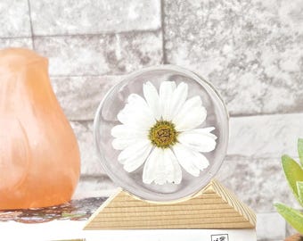 Sunny Whisper Marguerite Daisy In Resin Round(2"): Natural Flower Keepsake Gift