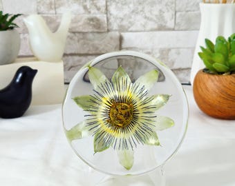 White Passion Flower In Resin Round(3.5"): Botanical Art Paperweight / Keepsake Gift