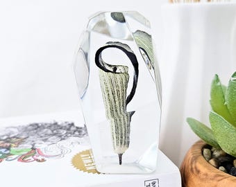 Woodland Whisper Jack In Pulpit (Arisaema triphyllum) in Resin: Enchanted Botanical Art Gift