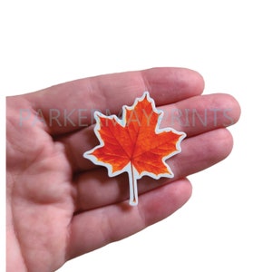 May include: A single orange maple leaf with a white outline. The leaf is shown on a hand.