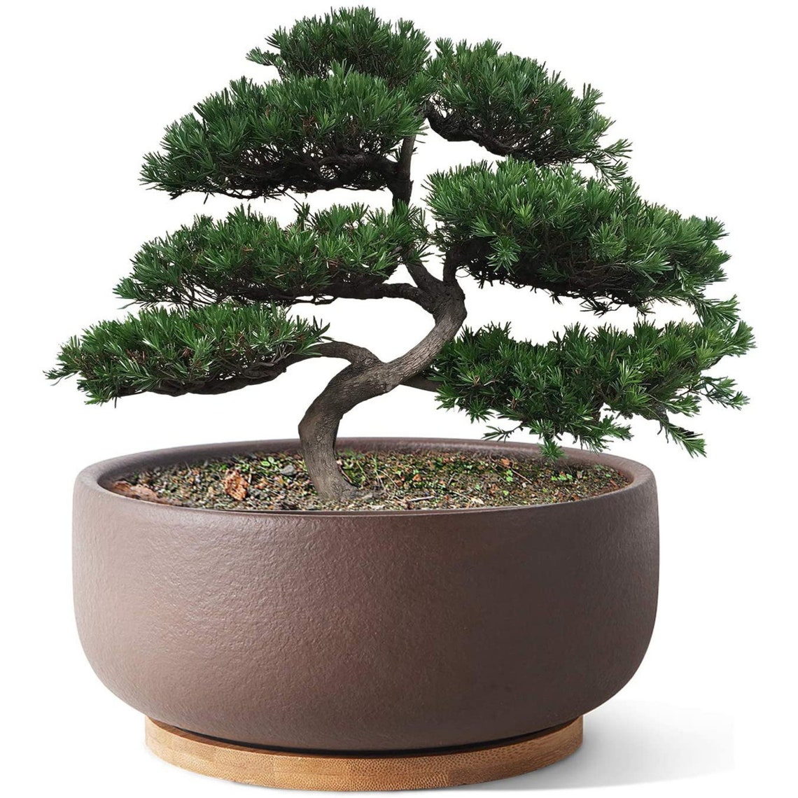 Terracotta Bonsai Planter Pot for Succulent 8 Inch Pottery Pot Etsy