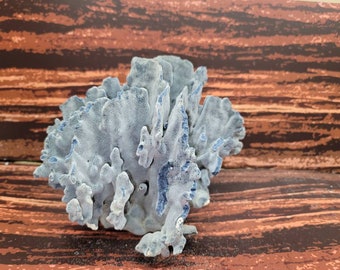 Beautiful blue ridge coral