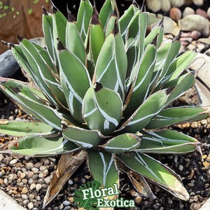 Agave Ferdinandi-Regis - Agave Nickelsiae - King of Agaves - Triangular Leaves with White Silver Marking - Unusual