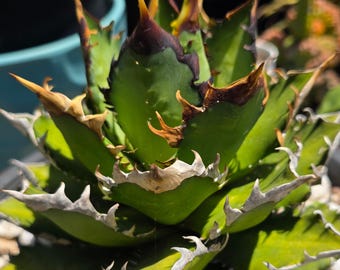Agave Titanota 'caesar' - アガベ チタノタ “シーザー” - 凱撒嚴龍