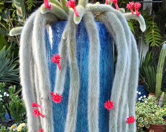FloraExotica - Etsy 日本