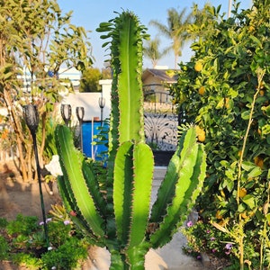Euphorbia Ammak - Architectural Cactus - African Candelabra - Exact Specimen