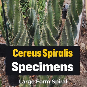 Large Cereus Peruvian &#39;Spiralis&#39; - Spiral Cactus Specimen - Majestic Pillar - Stable Spirals - Free Shipping