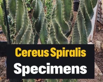 Large Cereus Peruvian &#39;Spiralis&#39; - Spiral Cactus Specimen - Majestic Pillar - Stable Spirals - Free Shipping