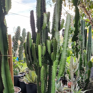 Green Euphorbia - Ornamental Euphorbia For Indoor / Outdoor - Architectural - Free US Shipping