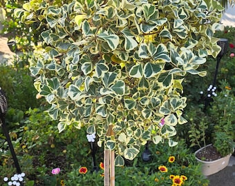 Ficus Triangularis Variegata - Tall Topiary Specimen - Exact Plant