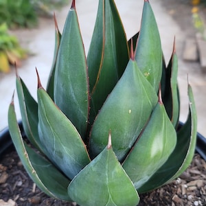 Agave Blue Glow &#39;Praying Hands&#39; - Unique Wide Form