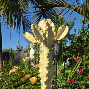 Variegated Euphorbia Ammak Emerald Ripples - Wavy Edge Cactus - Architectural Cactus - African Candelabra
