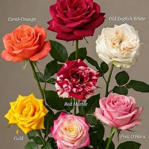 May include: A bouquet of roses in various colors, including coral-orange, red, white, yellow, pink, and a red and white marbled variety. Each rose is labeled with its name. The image also includes the text "Floral Exotica".