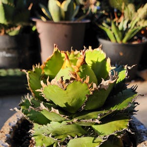 Titanota Filigree - Sammler Agave - Cp, [act Specimen - Premium Grade seltenes Sammlerstück - US Stock - Internationaler Versand verfügbar