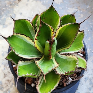 Variegated Agave Bovicornuta  - ボビコルヌータ アガベ斑入り- 蕾絲 - 龍舌蘭専門店 - Specialty Agave Shop - US Stock Shipping Internationally