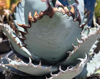 Agave Titanota 'caesar' - アガベ チタノタ “シーザー” - 凱撒嚴龍