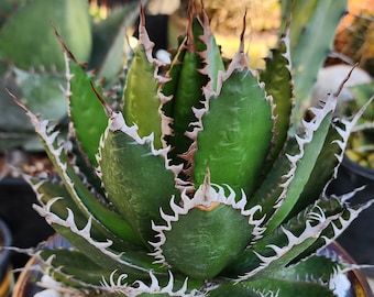 Agave Parrasana "fireball" Large Specimen -    -  "  -  - Rare Specimen -  - - US Stock -  - Etsy