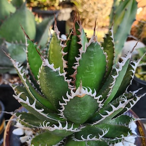 Agave Horrida - Etsy Agave Horrida - Etsy