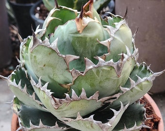 Agave Titanota 'caesar' - アガベ チタノタ “シーザー” - 凱撒嚴龍