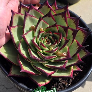 Cabbage Succulent - Etsy