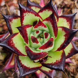 True Echeveria Agavoides Ebony Super Dark - Exotic Succulent - Super Black Tips - Collector Item