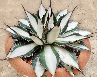 Agave Horrida Mediopicta Alba - アガベホリダメディオピクタ Agave Horrida Mediopicta Alba - アガベホリダメディオピクタ