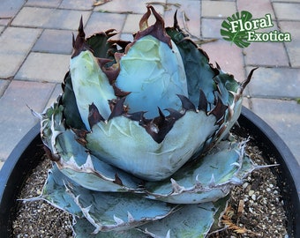 Titanota Black and Blue [Blue Ball] - チタノタ ブルーボール - 籃球嚴龍 - 希少植物 - Rare Specimen - 龍舌蘭専門店 - Specialty Agave Shop - US Stock - 植物検疫証明書付きで出荷