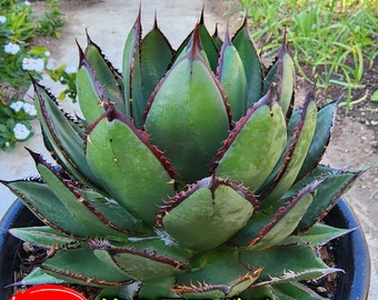 New Queen Agave Hybrid - 【新着】アガベ ハイブリッド - 2022 新登場 - 美しのハイブリッド - 龍舌蘭専門店 - Specialty Agave Shop - US Stock - 植物検疫証明書付きで出荷