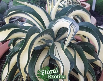 Agave Parryi Truncata 'Orizaba' - アガベ パリー トランカタ