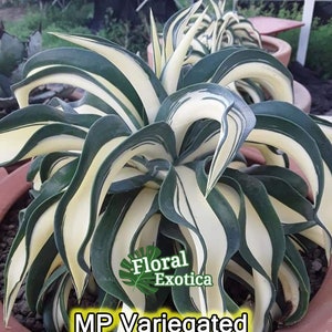 Variegated Agave Desmetiana: MP Collector Agave, &quot;Parrot Beak&quot; Mutation